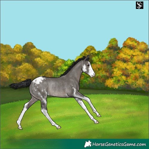 Horse Color:Grullo Sabino Appaloosa Rabicano 