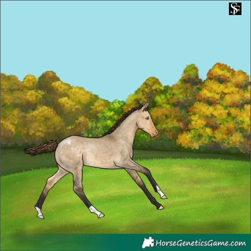 Horse Color:Buckskin Dun Appaloosa Rabicano 
