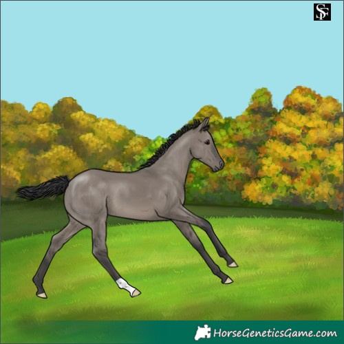 Horse Color:Grullo 