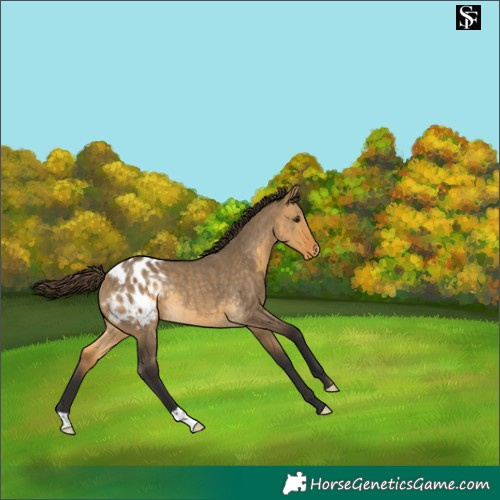 Horse Color:Buckskin Dun Appaloosa Rabicano 