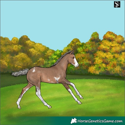 Horse Color:Silver Brown Dun Sabino Appaloosa 