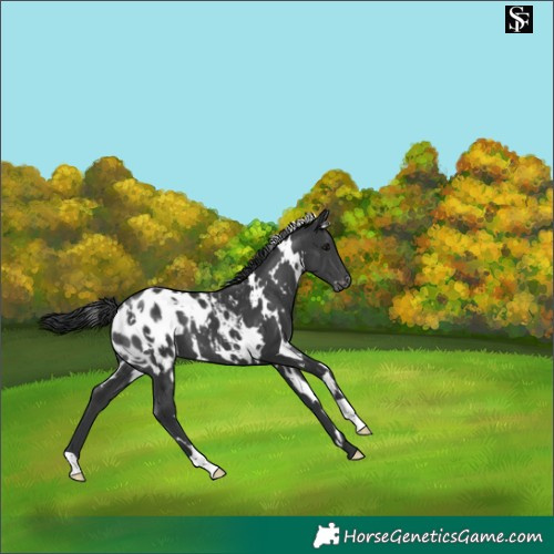 Horse Color:White Spotted Black Blanket 