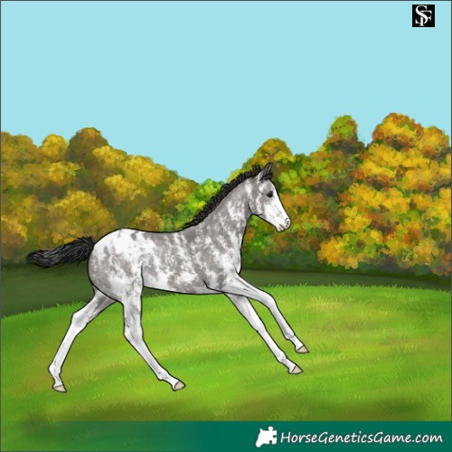 Horse Color:Grullo Sabino Appaloosa