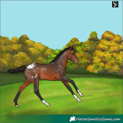 Horse Color:Bay Appaloosa 