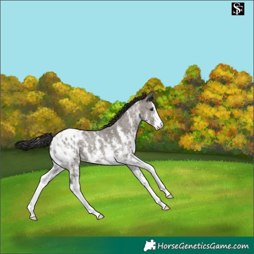 Horse Color:Grullo Sabino Appaloosa 