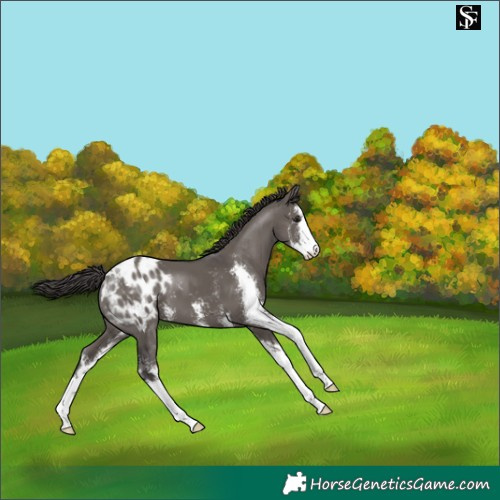 Horse Color:Smoky Grullo Sabino Appaloosa 