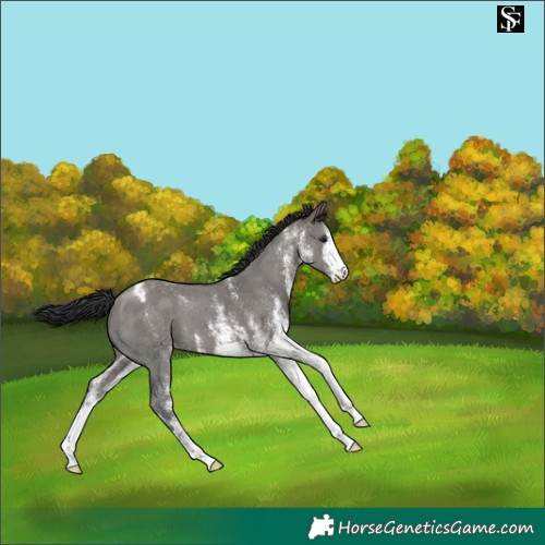 Horse Color:White Spotted Grullo Appaloosa 