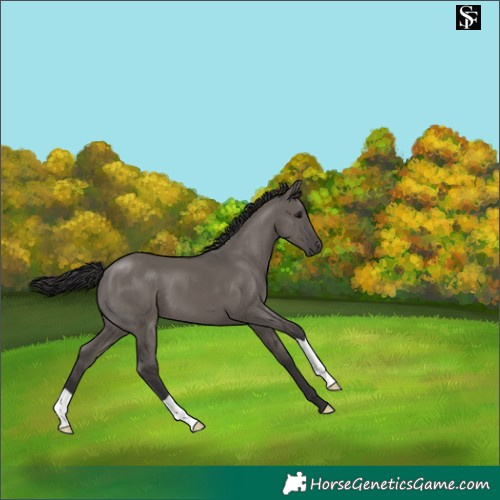 Horse Color:Smoky Grullo 