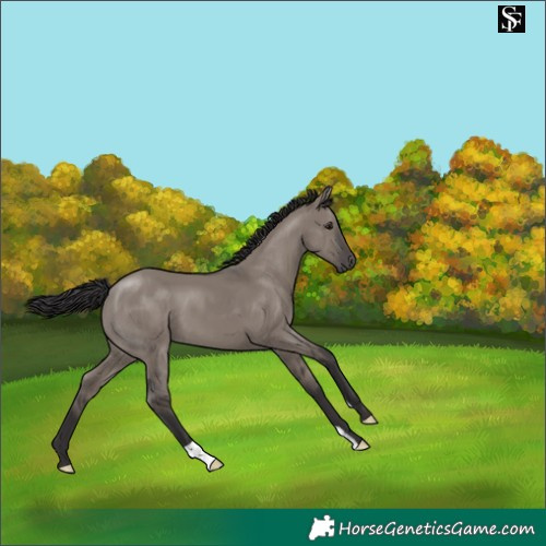 Horse Color:Smoky Grullo 