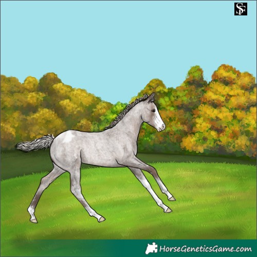 Horse Color:Silver Blue Roan Sabino Blanket Rabicano 