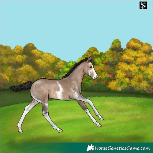 Horse Color:Brown Dun Sabino 