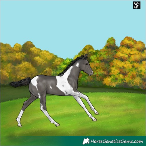 Horse Color:Black Tobiano Varnish 
