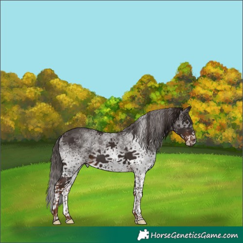 Horse Color:White Spotted Liver Chestnut 