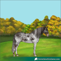 Horse Color:White Spotted Liver Chestnut