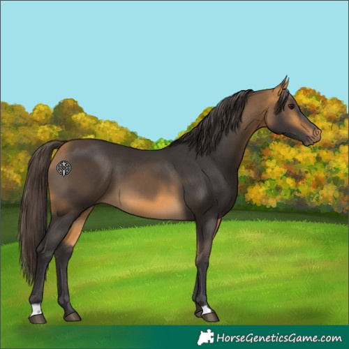 Horse Color:Buckskin 