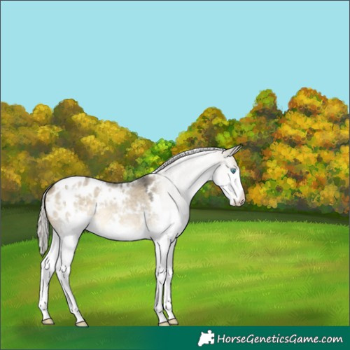 Horse Color:White Spotted Silver Buckskin Roan Dun Splash Appaloosa 