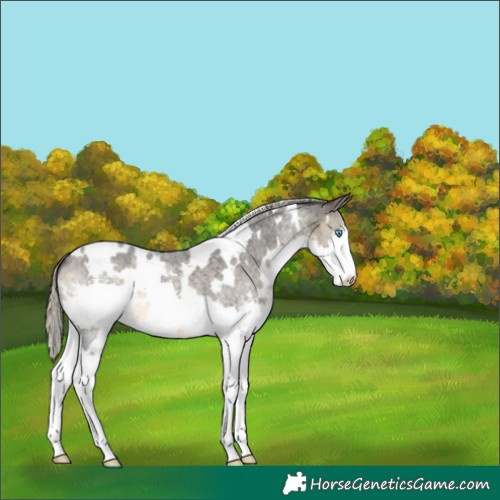 Horse Color:White Spotted Silver Buckskin Roan Splash 