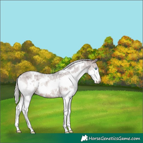 Horse Color:White Spotted Silver Brown Roan Splash 