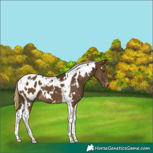 Horse Color:White Spotted Chocolate Palomino Tobiano Appaloosa 