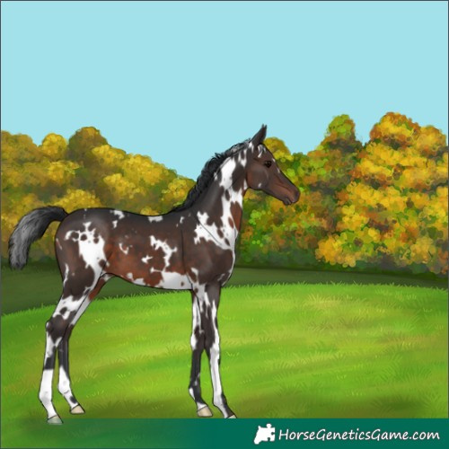 Horse Color:White Spotted Brown 