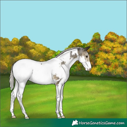 Horse Color:White Spotted Silver Buckskin Splash Snowcap 
