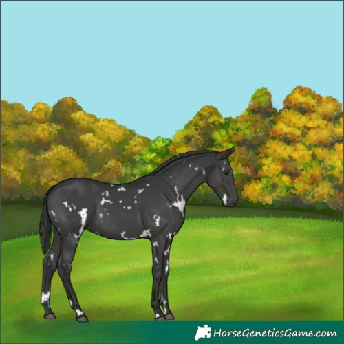 Horse Color:White Spotted Black 