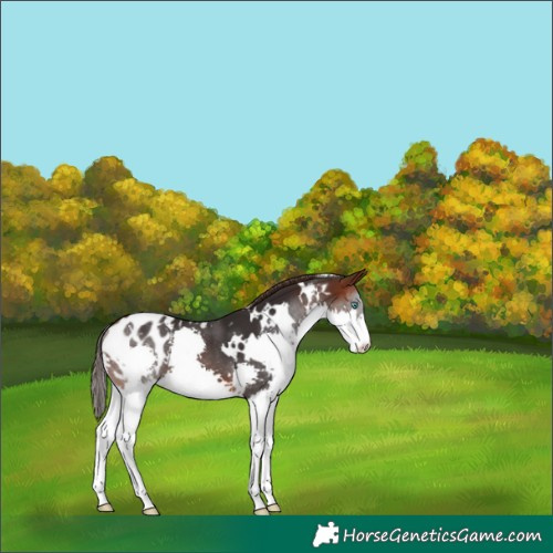 Horse Color:White Spotted Brown Splash Blanket 