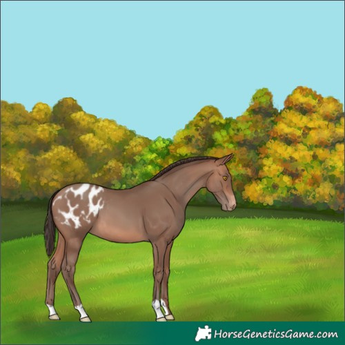 Horse Color:Sable Champagne Appaloosa 