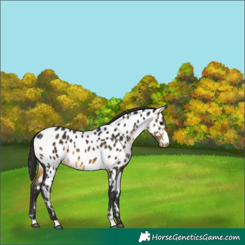 Horse Color:Buckskin Near Leopard 