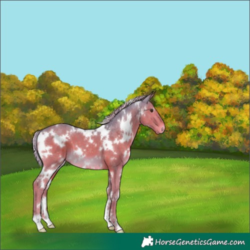 Horse Color:Watercolor White Spotted Liver Chestnut 