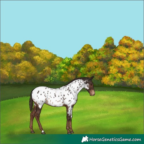 Horse Color:Liver Chestnut Near Leopard 