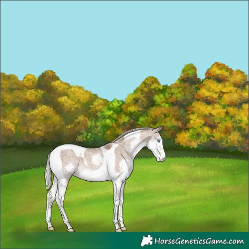 Horse Color:Silver Grullo Roan Splash Tobiano 