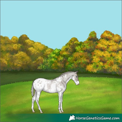 Horse Color:Silver Grullo Roan Splash Blanket 