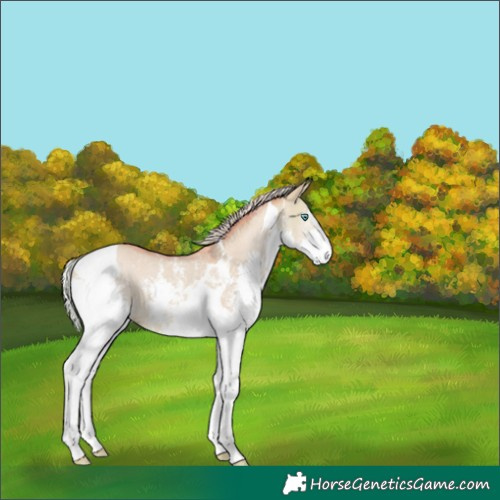 Horse Color:Watercolor Silver Bay Dun Sabino Splash Tobiano