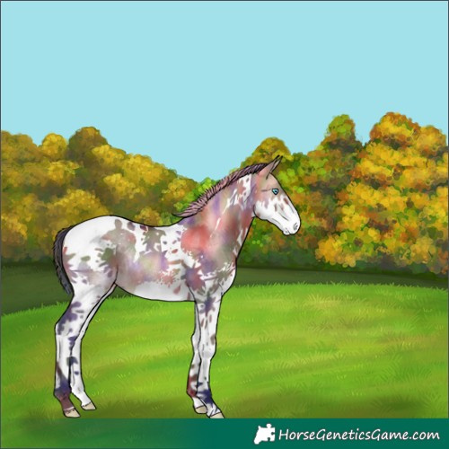 Horse Color:Nacre Bay Dun Splash Tobiano Rabicano 