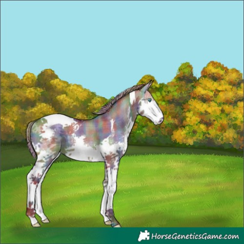 Horse Color:Nacre Plaid  Liver Red Dun Splash Tobiano Rabicano 