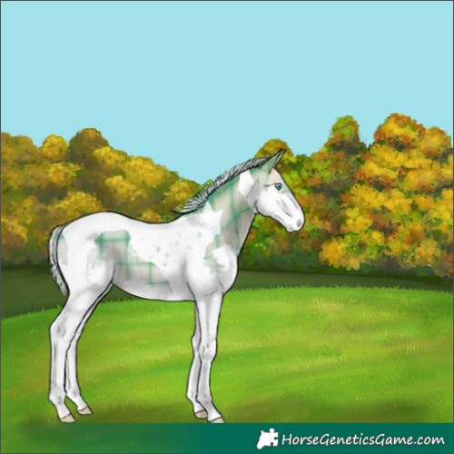 Horse Color:Watercolor Plaid Silver Bay Dun Splash Tobiano