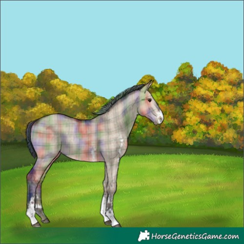 Horse Color:Nacre Plaid  Bay Dun Sabino Rabicano 