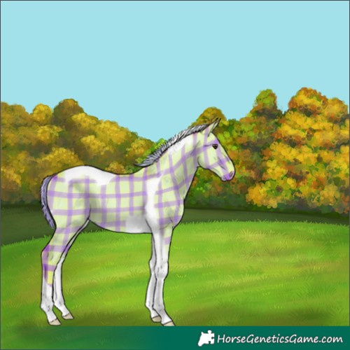 Horse Color:Watercolor Plaid  Liver Red Dun Tobiano Rabicano 