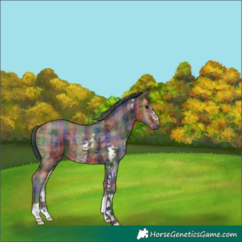Horse Color:Nacre Plaid Bay Sabino Rabicano
