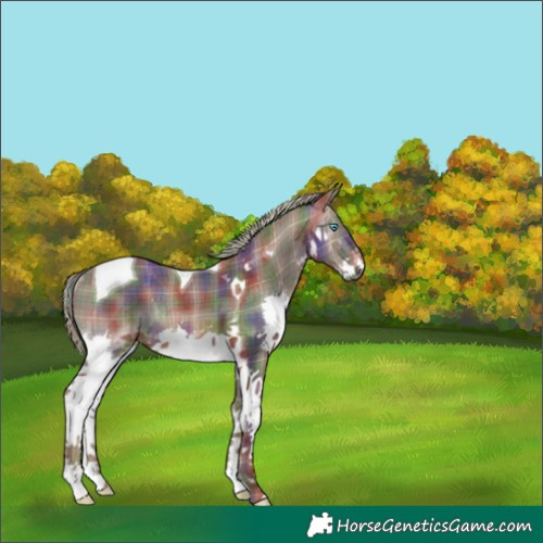 Horse Color:Nacre Plaid  Liver Chestnut Splash Tobiano Rabicano 