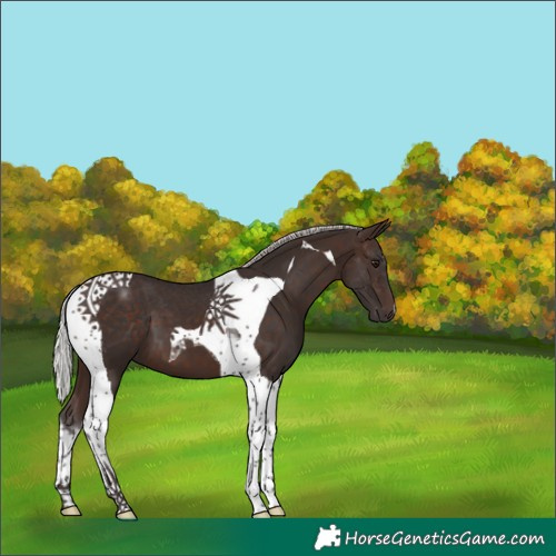 Horse Color:Silver Brown Tobiano 