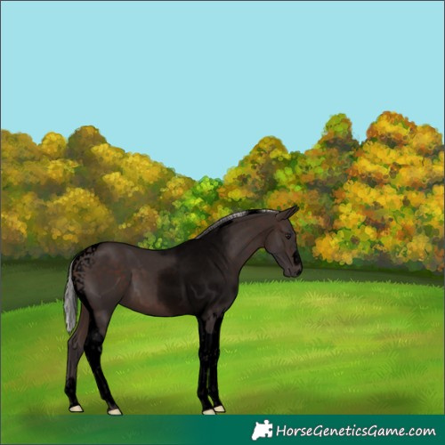 Horse Color:Void Silver Brown Tobiano 