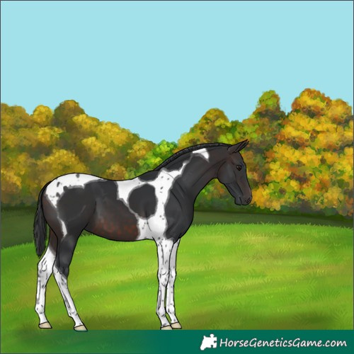 Horse Color:Brown Tobiano 