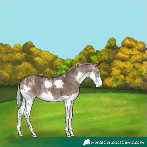 Horse Color:Powder White Silver Brown Dun Splash