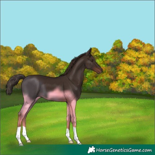 Horse Color:Liver Chestnut 