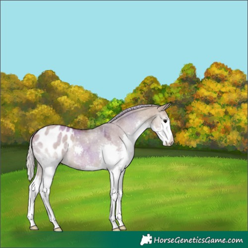 Horse Color:Silver Grullo Roan Splash Blanket 