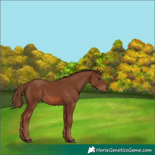Horse Color:Chestnut 