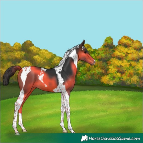 Horse Color:Brown Tobiano 
