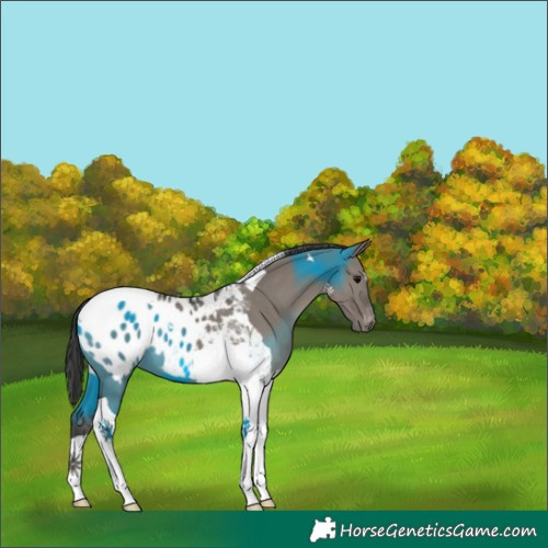 Horse Color:Grullo Tobiano Appaloosa 